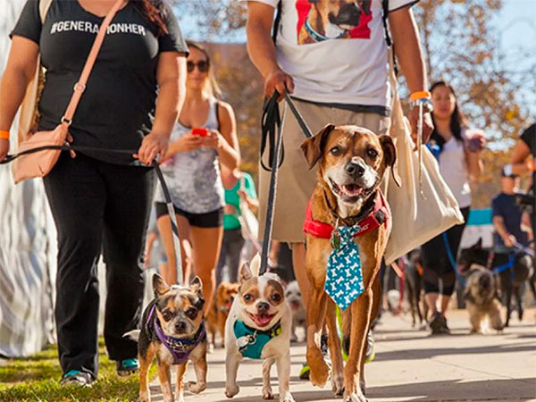 Dog Walking Event for Adoption